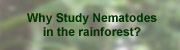 Why Study Nematodes in the Rain Forest