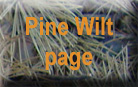 Pine Wilt homepage
