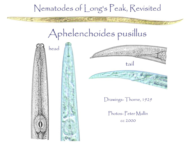 Aphelenchus pusillus drawings