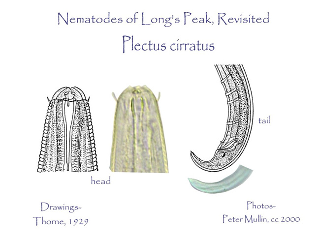 Plectus cirratus drawings