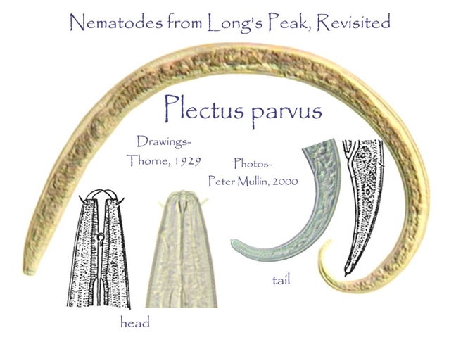 Plectus parvus drawings