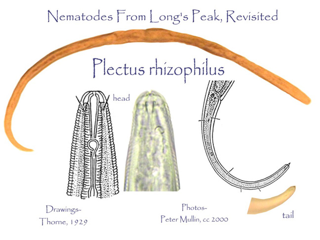 Plectus rhizophilus drawings