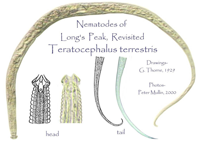Teratocephalus terrestris drawings