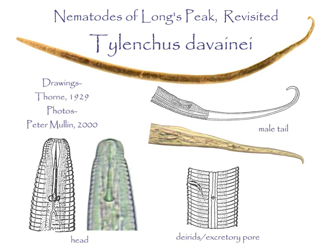 Tylenchus davainei drawings